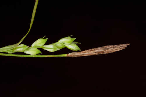 Carex manhartii #31